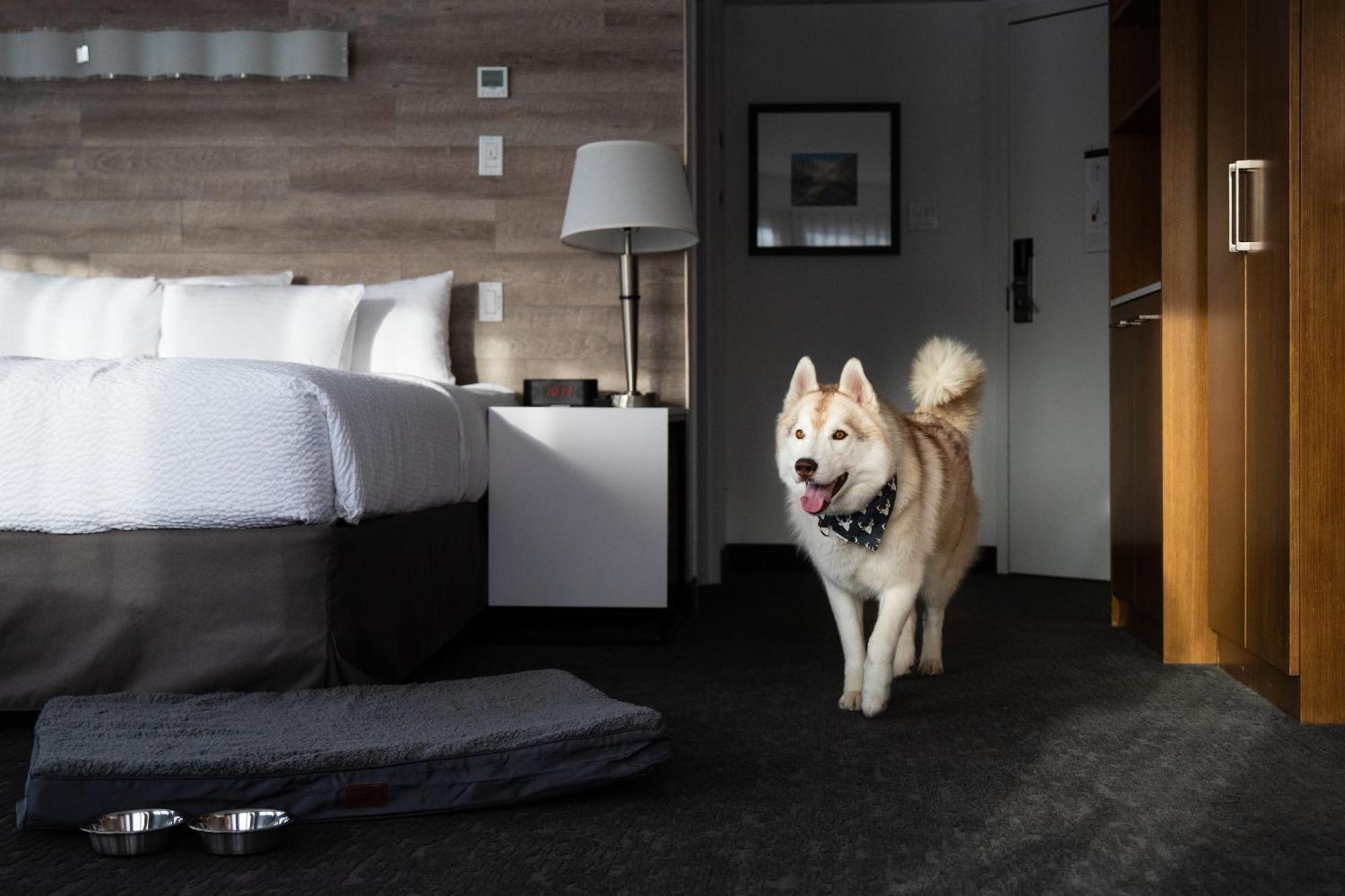 Standard Queen Room Two Queen Beds Pet Friendly,1709486894:JPEG