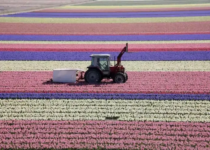 Bij De Duinen 300 Meter Van De Zee Gratis Wifi Huisdieren Toegestaan Thuiswerkplek