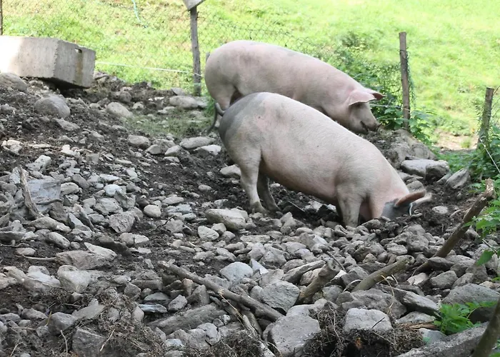 Böglerhof