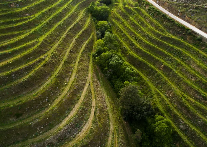 Vila Gale Douro Vineyards