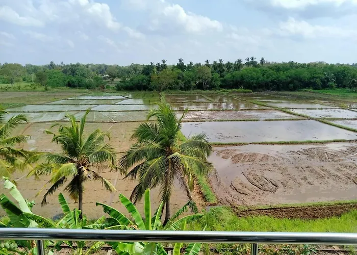 Freedom Of Green Rice View