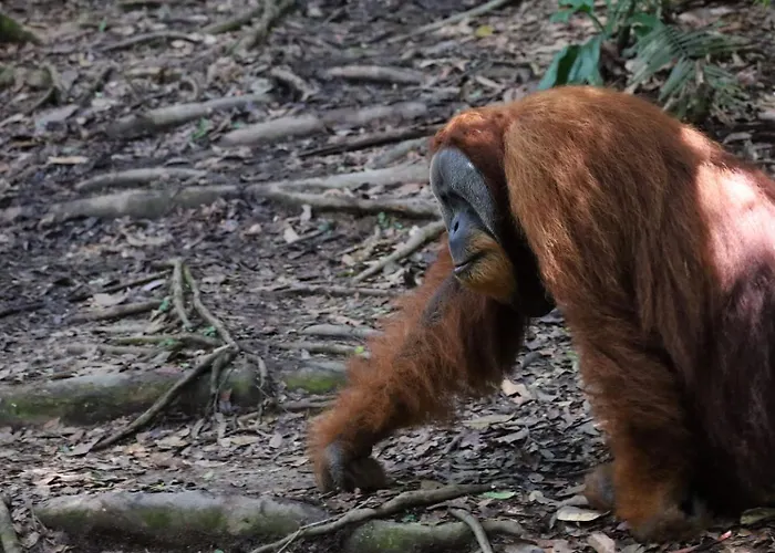 Leuser Inn