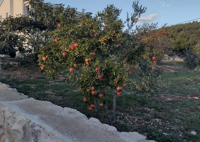 Apartment Olea