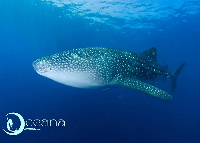 Oceana Dive Resort