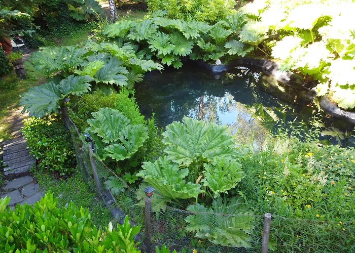 Pucón Volcano Forest SPA