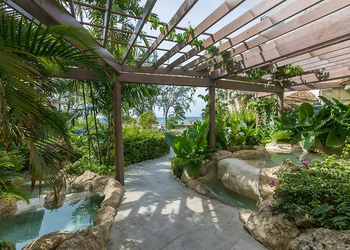 Bougainvillea Barbados