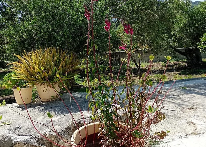 Stefanos Garden2