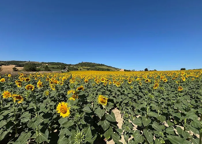 Aux Tournesols