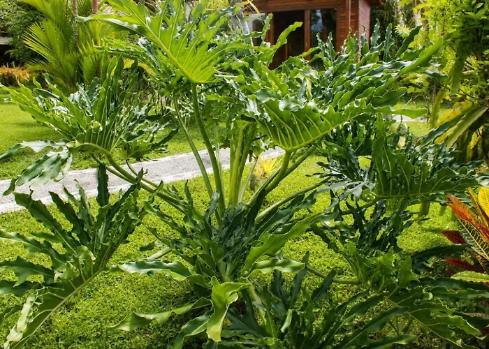 Papahan Bali