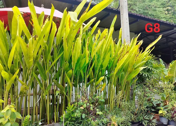 Oldy De Garden Aparthotel Chiang Mai