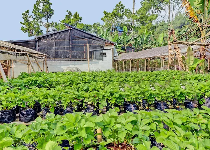 Oyo Homes 90850 Cibeunying Eco Tourism Homestay Cibodas Maribaya 2