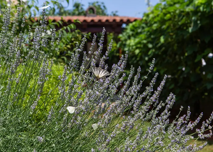 Trbovic Apartments Peaceful Stay With Free Parking, Pet-Friendly, And Bike Storage In Umag
