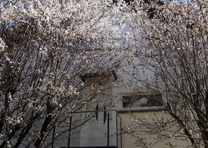 Apple Tree
